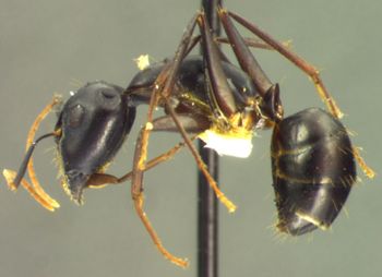 Media type: image; Entomology 26113   Aspect: habitus lateral view